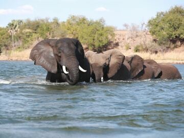 Dos turistas mueren embestidas por un elefante durante un safari en Zambia