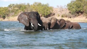Dos turistas mueren embestidas por un elefante durante un safari en Zambia