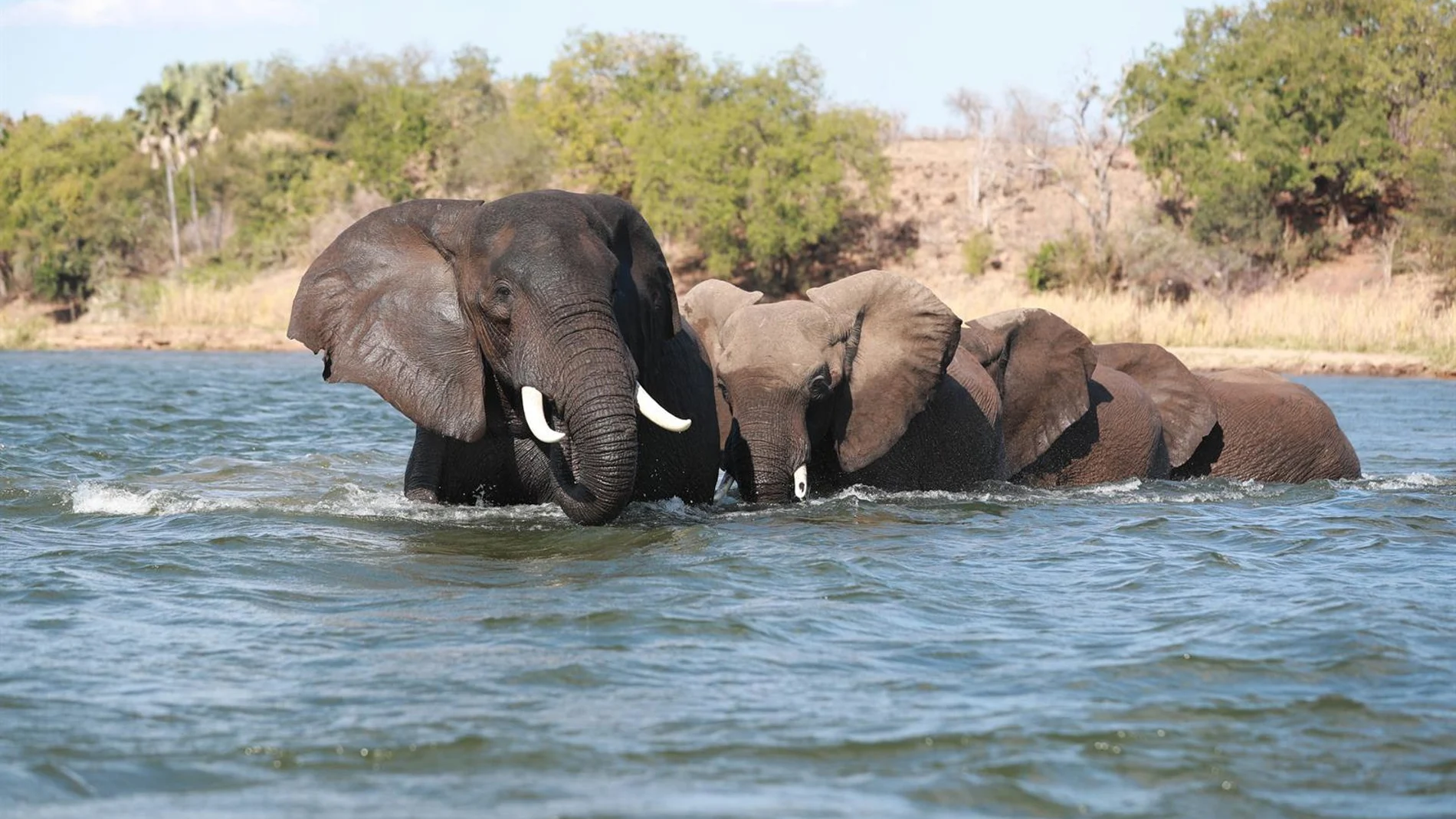Dos turistas mueren embestidas por un elefante durante un safari en Zambia Dos turistas mueren embestidas por un elefante durante un safari en Zambia