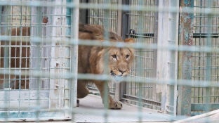 Imagen de archivo de un le&oacute;n en una jaula en un zoo