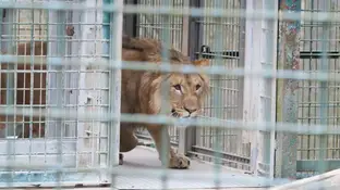 Imagen de archivo de un león en una jaula en un zoo Imagen de archivo de un león en una jaula en un zoo