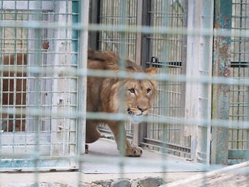 Imagen de archivo de un león en una jaula en un zoo