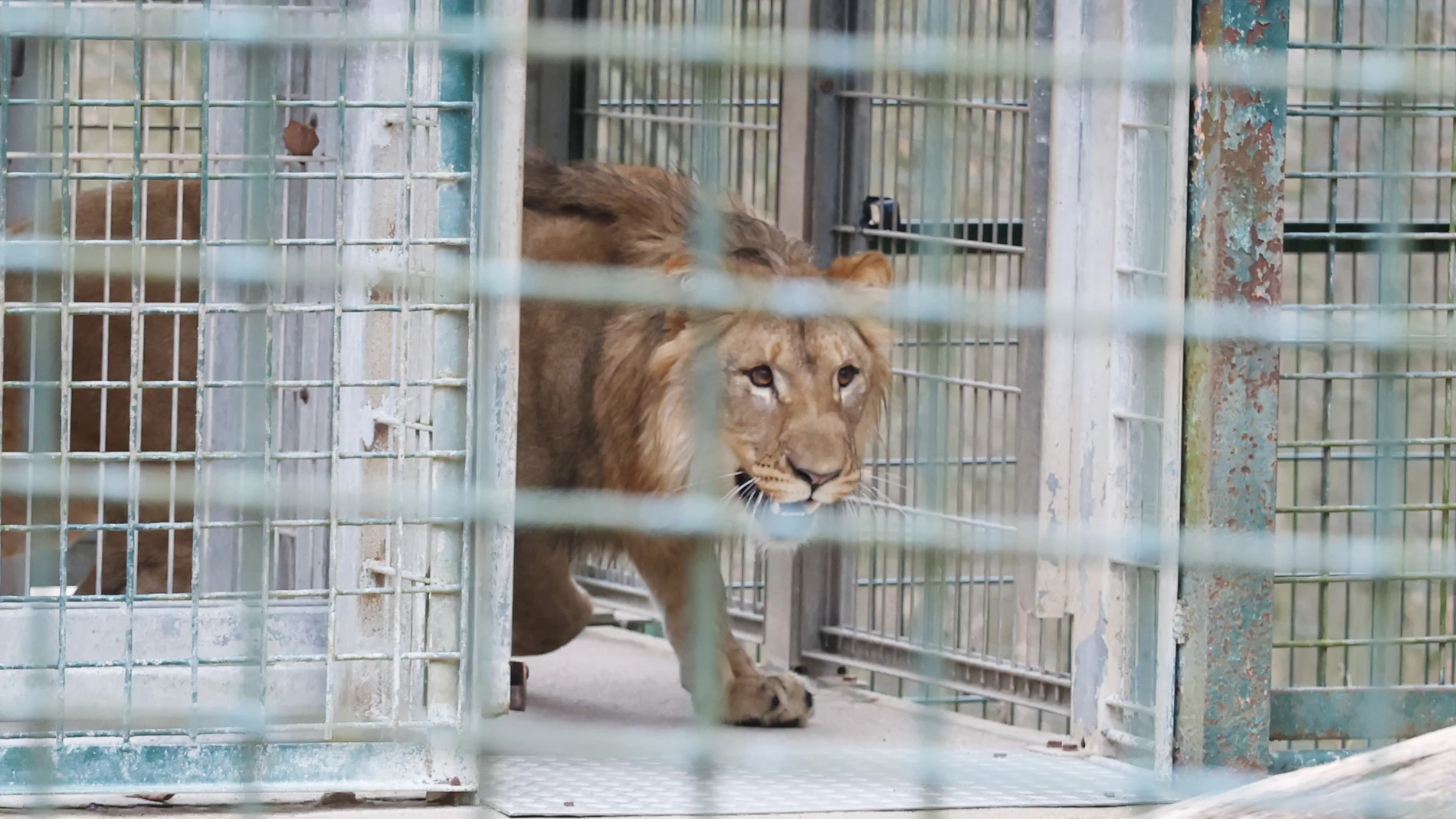 Imagen de archivo de un león en una jaula en un zoo Imagen de archivo de un león en una jaula en un zoo
