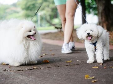 Persona paseando a dos perros 
