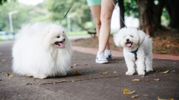 Persona paseando a dos perros 