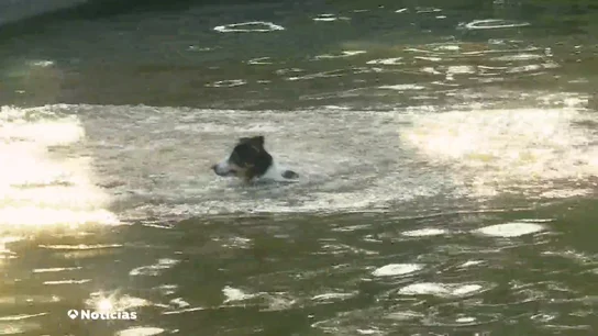 Cómo detectar un golpe de calor en los perros Cómo detectar un golpe de calor en los perros