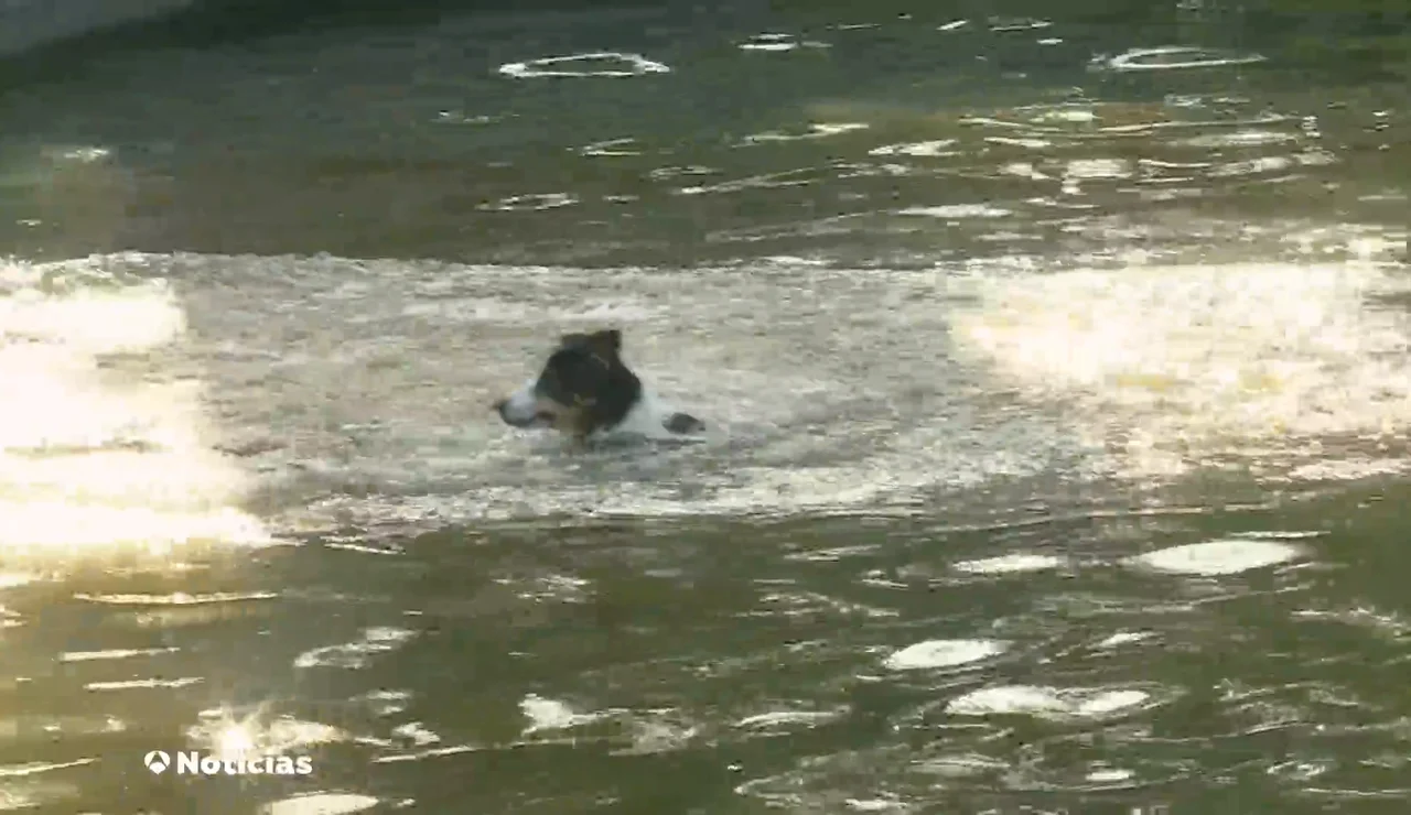 Cómo detectar un golpe de calor en los perros