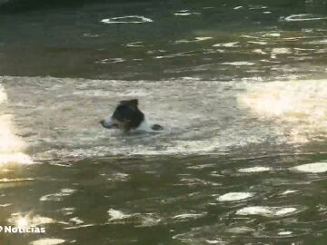 Cómo detectar un golpe de calor en los perros
