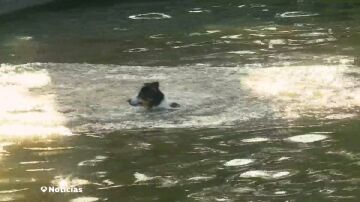 Cómo detectar un golpe de calor en los perros