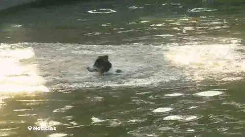 Cómo detectar un golpe de calor en los perros Cómo detectar un golpe de calor en los perros