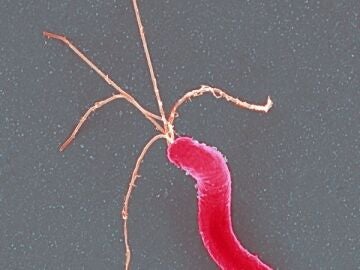 Bacteria Helicobacter Pilory