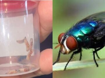Larvas que causan la infección del gusano barrenador Larvas que causan la infección del gusano barrenador