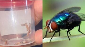 Larvas que causan la infección del gusano barrenador