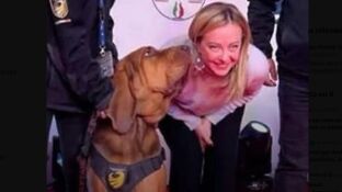 Encuentran muerto a Bruno, el perro de rescate que salv&oacute; la vida de nueve personas y fue galardonado por Giorgia Meloni