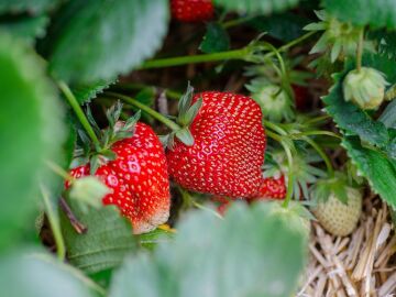 De las fresas se aprovecha todo