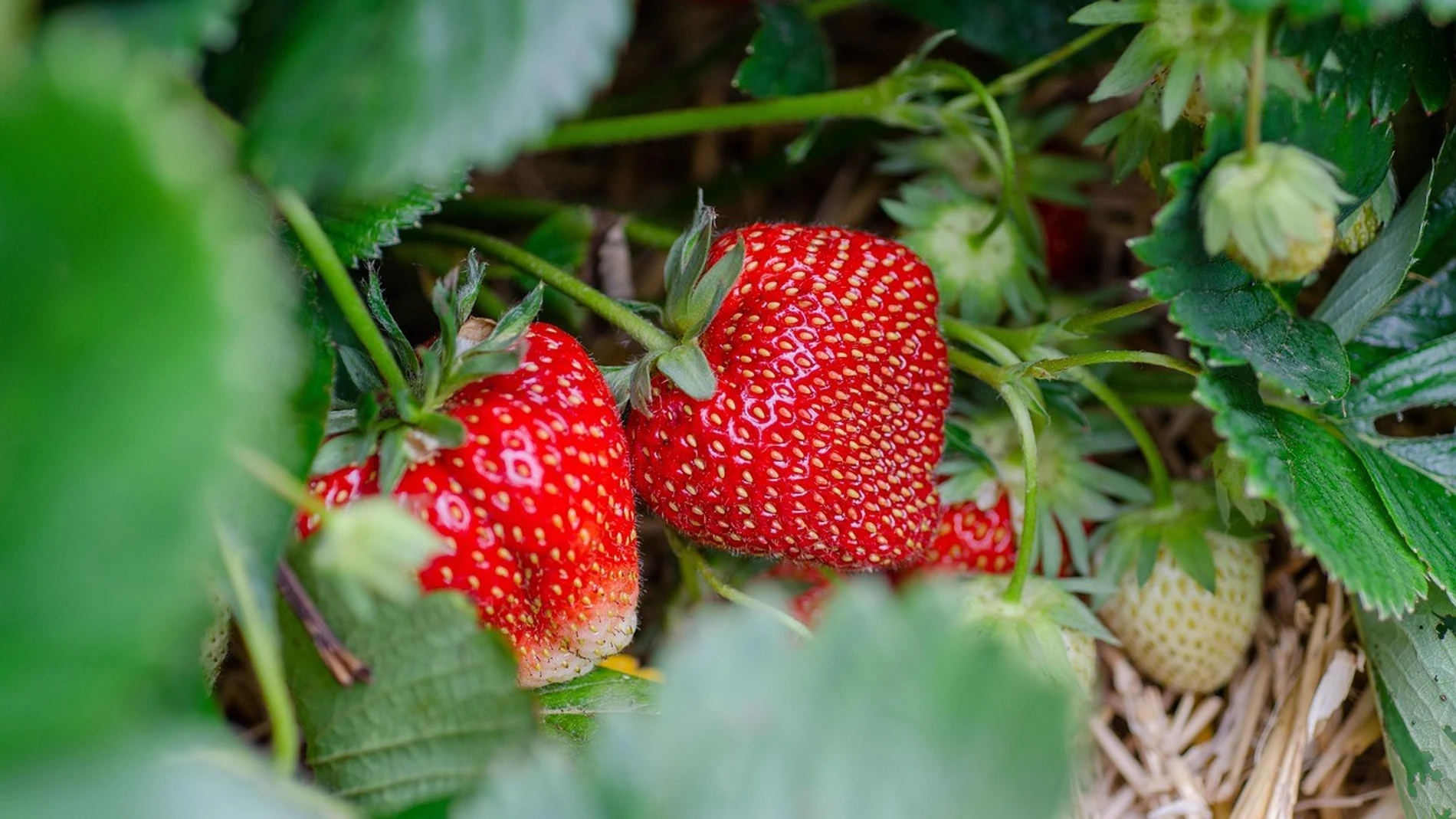 De las fresas se aprovecha todo De las fresas se aprovecha todo