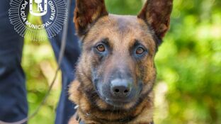 Lobo, perro polic&iacute;a 