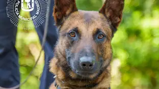 Lobo, perro policía Lobo, perro policía
