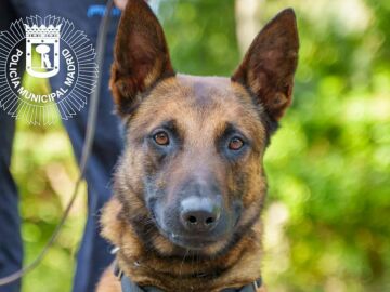 Lobo, perro policía 