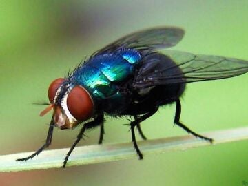 Imagen de la mosca cochliomyia hominivorax que deposita los huevos del gusano barrenador