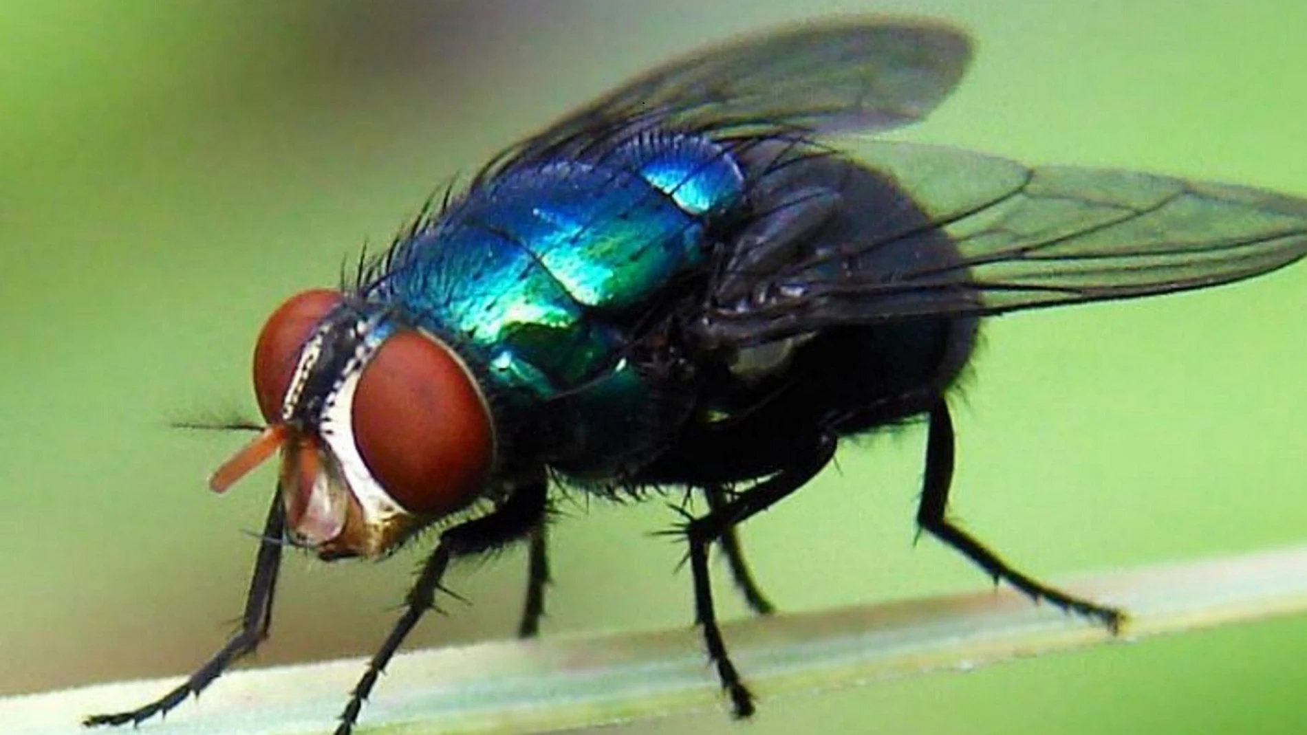 Imagen de la mosca cochliomyia hominivorax que deposita los huevos del gusano barrenador Imagen de la mosca cochliomyia hominivorax que deposita los huevos del gusano barrenador