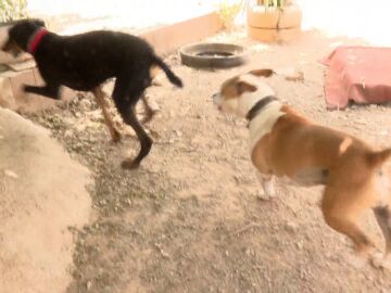 Perros abandonados tras la DANA