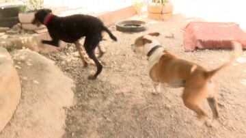 Perros abandonados tras la DANA