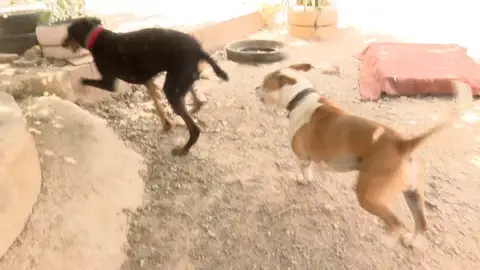 Perros abandonados tras la DANA Perros abandonados tras la DANA