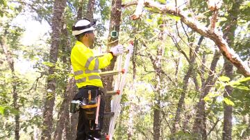 Especialistas colocando sensores anti-incendios en Soria