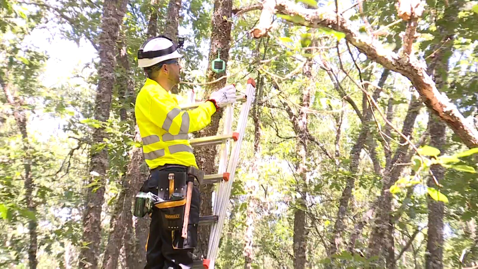 Instalan sensores en los Bosques de Soria para alertar de Incendios