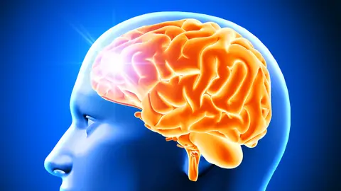 Representación del cerebro Representación del cerebro