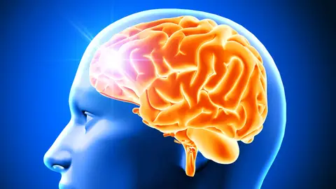Representación del cerebro Representación del cerebro