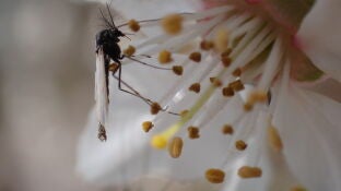 El cambio clim&aacute;tico empeora la calidad de vida de los insectos acu&aacute;ticos