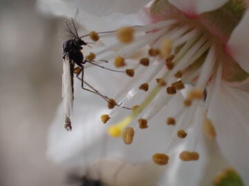 El cambio climático empeora la calidad de vida de los insectos acuáticos