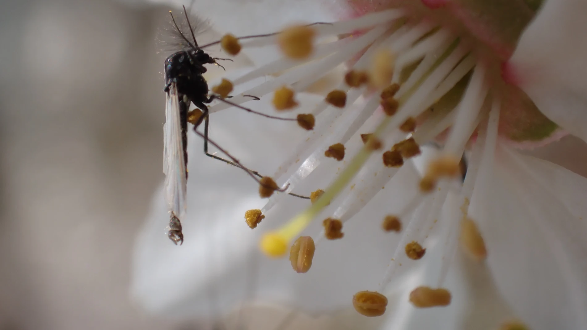 El cambio climático empeora la calidad de vida de los insectos acuáticos El cambio climático empeora la calidad de vida de los insectos acuáticos
