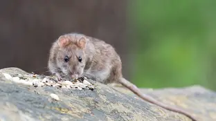 Rata Rata