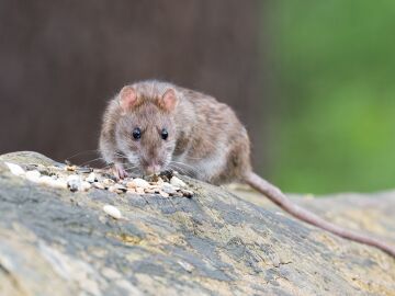 Rata