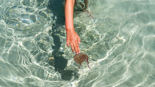 Medusa en el mar Medusa en el mar