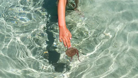 Medusa en el mar Medusa en el mar