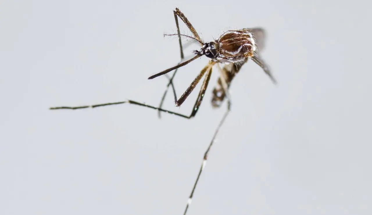 Aedes Aegypti, principal vector para la transmisión de dengue y chikunguña