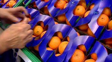 Naranjas