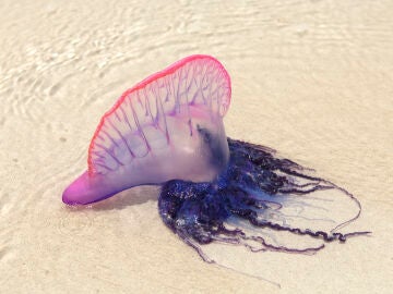 Identifican cuatro especies distintas de carabela portuguesa