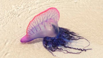 Identifican cuatro especies distintas de carabela portuguesa