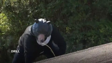 Un policía disfrazado de oso Un policía disfrazado de oso