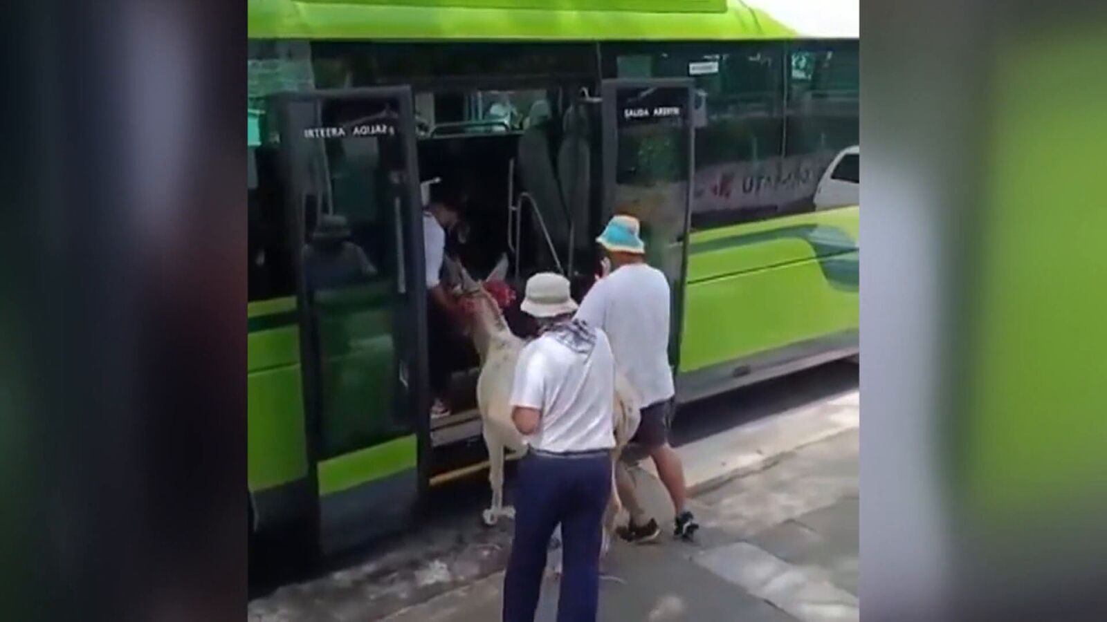 Cuatro hombres suben a una burra a la fuerza a un autobús en Bizkaia