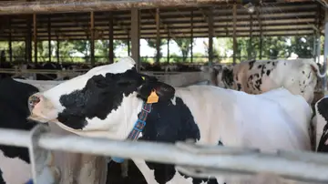 Un rebaño en una imagen de archivo Un rebaño en una imagen de archivo