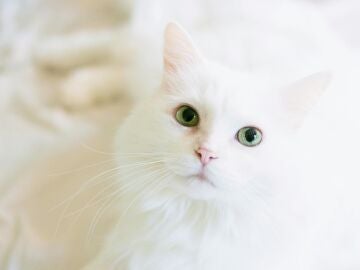 Gato blanco. 