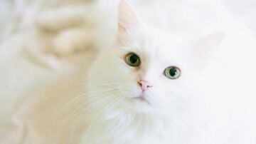 Gato blanco. 
