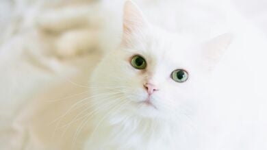 Resuelto el asesinato de una mujer de 35 años gracias al gato blanco del asesino 