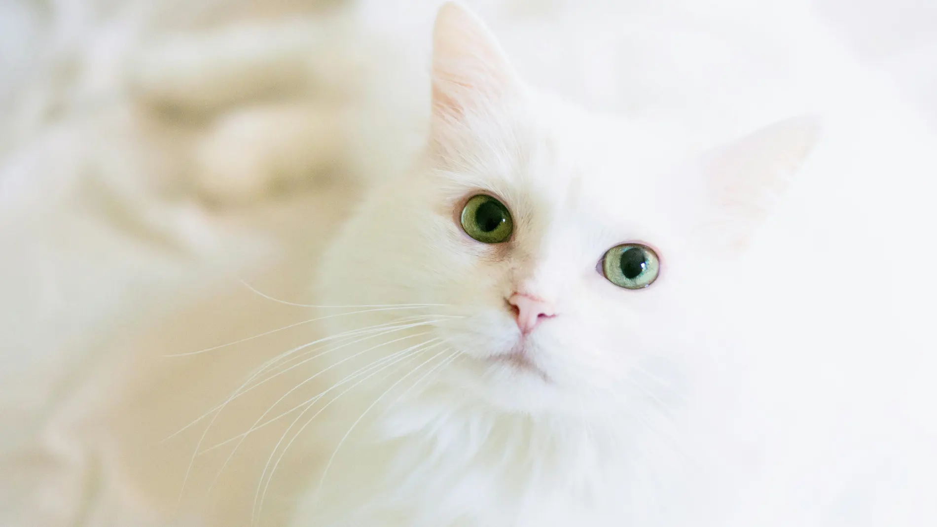 Gato blanco. Gato blanco.